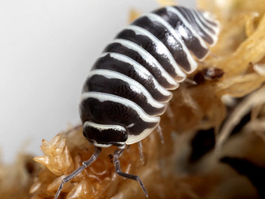 "Zebra" isopods Armadillidium maculatum