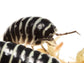 "Zebra" isopods Armadillidium maculatum
