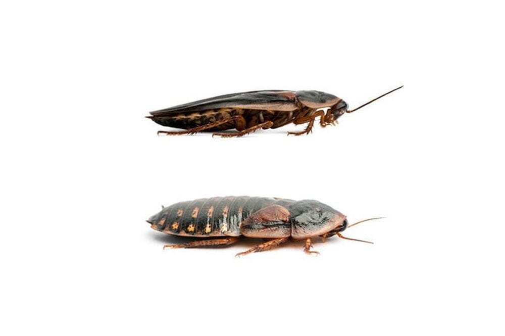 Adult Dubia Pairs dubia roaches DubiaRoaches.com 