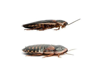 Adult Dubia Pairs