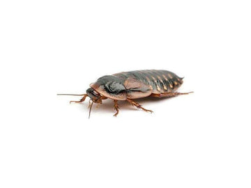 Adult Female Dubia