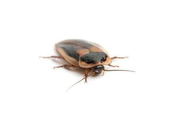 Adult Male Dubia