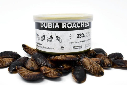 Canned Dubia dubia roaches DubiaRoaches.com