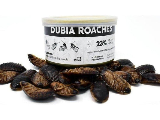 Canned Dubia dubia roaches DubiaRoaches.com