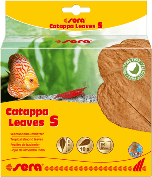 Sera Catappa Leaves, Small