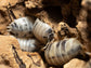 "Dairy Cow" Isopods (Porcellio laevis) Reptile & Amphibian Habitat Accessories RPG 