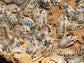 "Dairy Cow" Isopods (Porcellio laevis) Reptile & Amphibian Habitat Accessories RPG 
