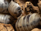 "Dairy Cow" Isopods (Porcellio laevis) Reptile & Amphibian Habitat Accessories RPG 