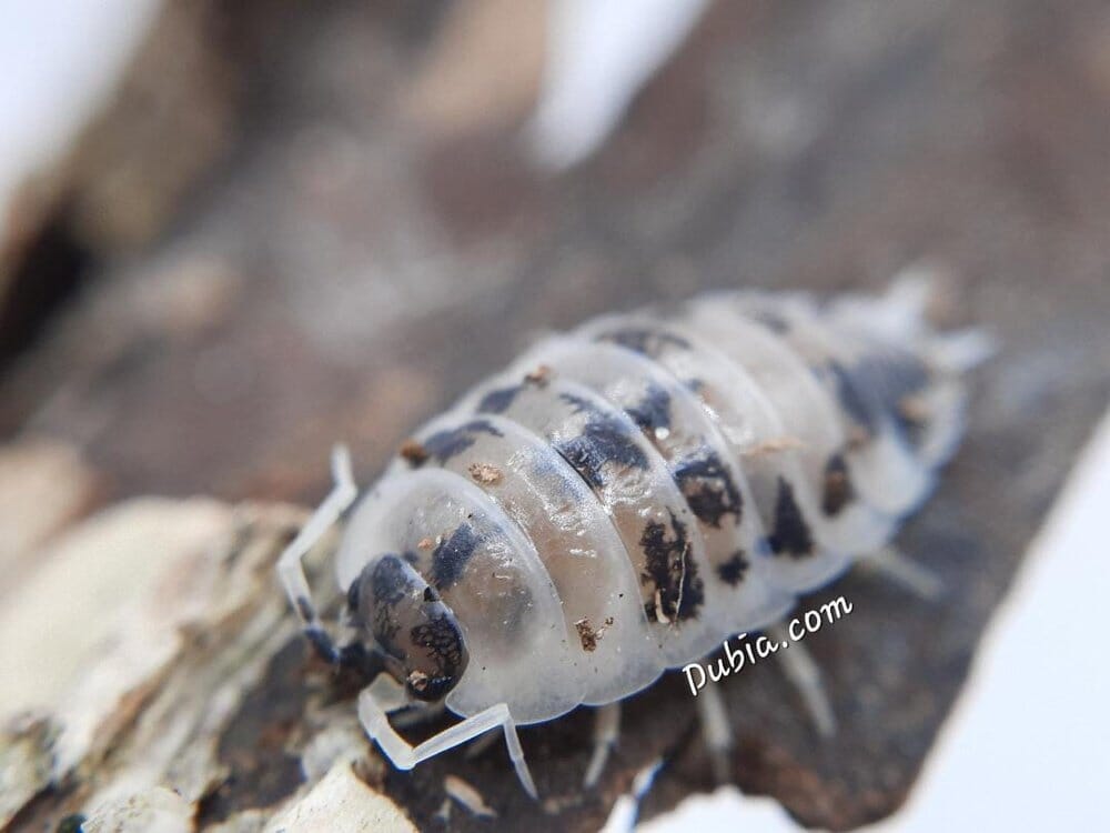 Porcellio laevis "Dairy Cow" Isopods Reptile & Amphibian Habitat Accessories DubiaRoaches.com 