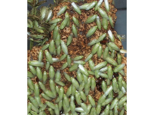 25ct Green Banana Roaches Mixed Nymphs & Adults Auction