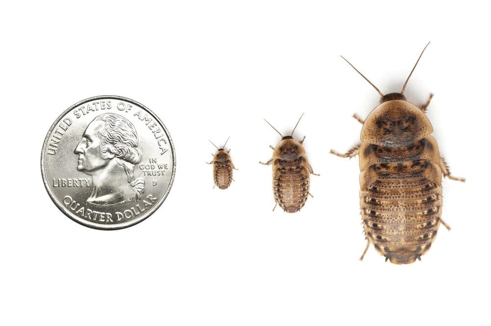 Dubia Roaches FREE SHIPPING dubia roaches Dubia.com 