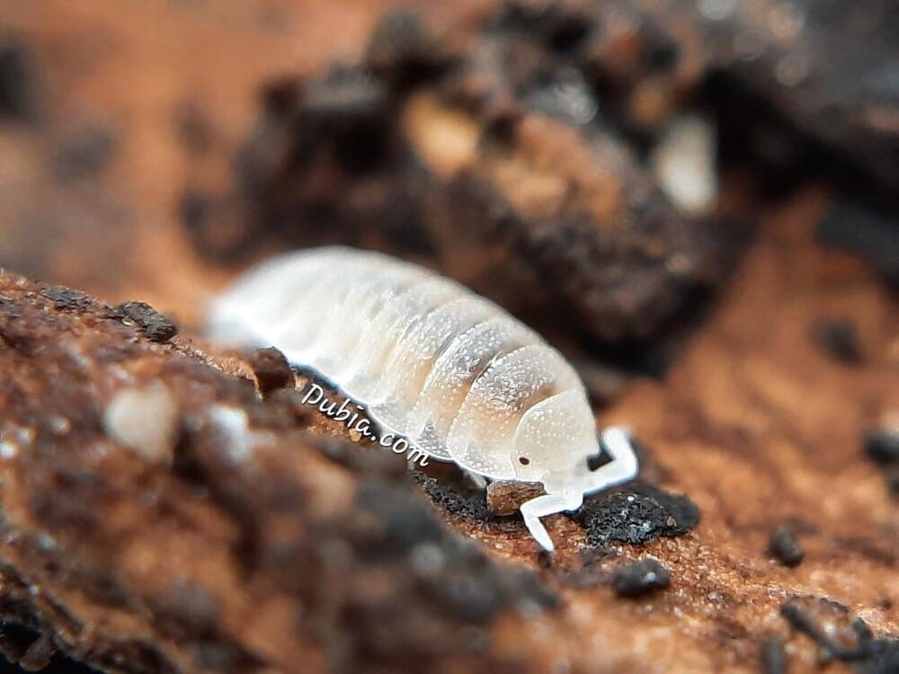 Trichorhina tomentosa "Dwarf White" Isopods Reptile & Amphibian Habitat Accessories DubiaRoaches.com 10ct