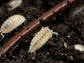 "Dwarf White" Isopods (Trichorhina tomentosa) Reptile & Amphibian Habitat Accessories RPG 