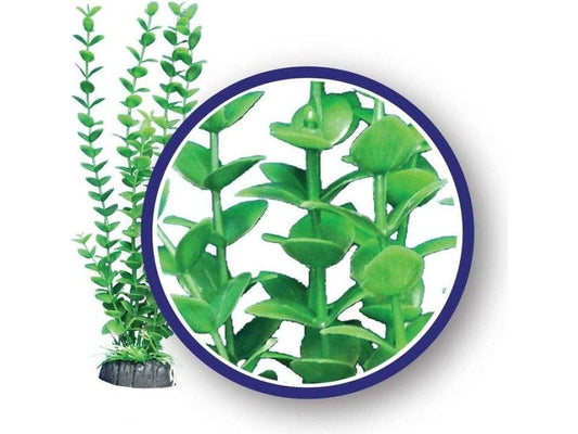 Weco Products Freshwater Series Bacopa Aquarium Plant Green, 1ea/6 in Aquatic Decor Weco