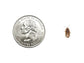 Extra Small 1/4" Dubia (Pet Stores Only) cupped dubia DubiaRoaches.com