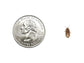 Extra Small 1/4" Dubia dubia roaches DubiaRoaches.com