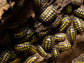 "High Yellow Spotted Giant" isopods Armadillidium Gestroi