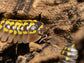 "High Yellow Spotted Giant" isopods Armadillidium Gestroi