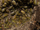 "High Yellow Spotted Giant" isopods Armadillidium Gestroi