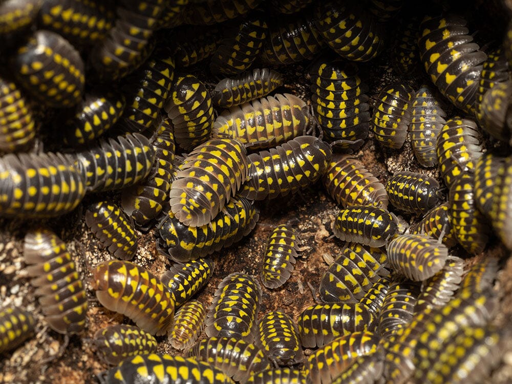"High Yellow Spotted Giant" isopods Armadillidium Gestroi