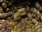 "High Yellow Spotted Giant" isopods Armadillidium Gestroi