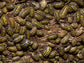 "High Yellow Spotted Giant" isopods Armadillidium Gestroi