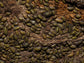 "High Yellow Spotted Giant" isopods Armadillidium Gestroi