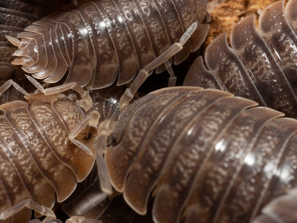 Giant Canyon Isopods (Porcellio dilatatus) RPG 