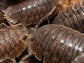 Giant Canyon Isopods (Porcellio dilatatus) RPG 