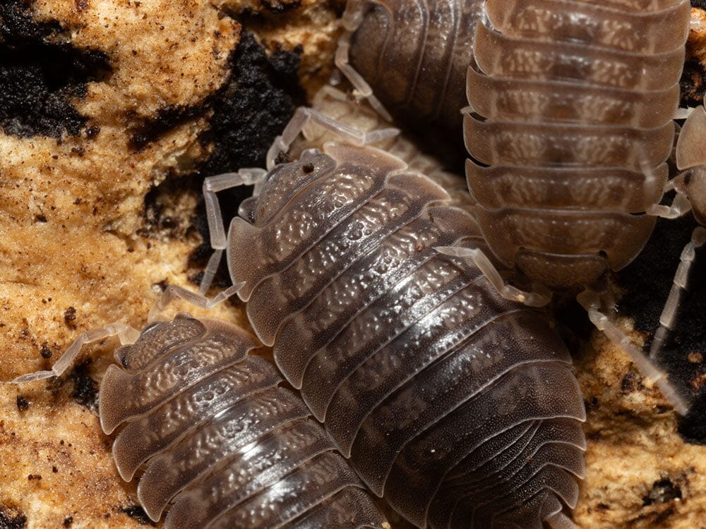 Giant Canyon Isopods (Porcellio dilatatus) RPG 