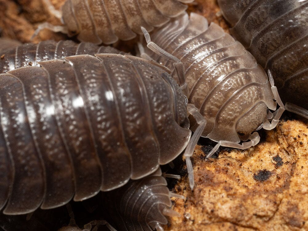 Giant Canyon Isopods (Porcellio dilatatus) RPG 