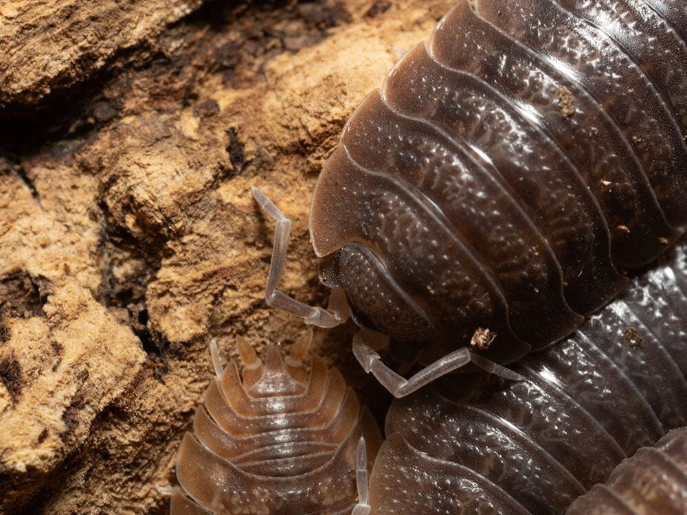 Giant Canyon Isopods (Porcellio dilatatus) RPG 
