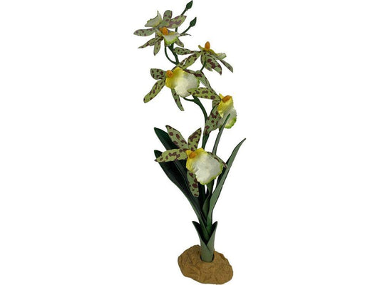 Komodo Spider Orchid Plant w/Gravel 1ea reptile supplies Komodo