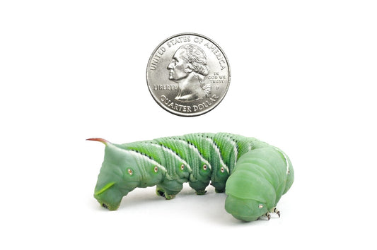 Medium Hornworms