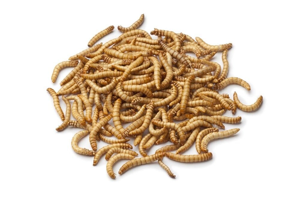 50 FREE Medium Mealworms Reptile & Amphibian Food DubiaRoaches.com 