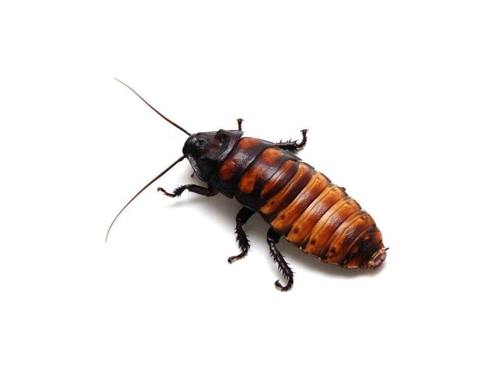 Adult Male Madagascar Hissing Cockroach Reptile & Amphibian Food DubiaRoaches.com 