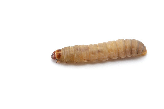 Waxworms