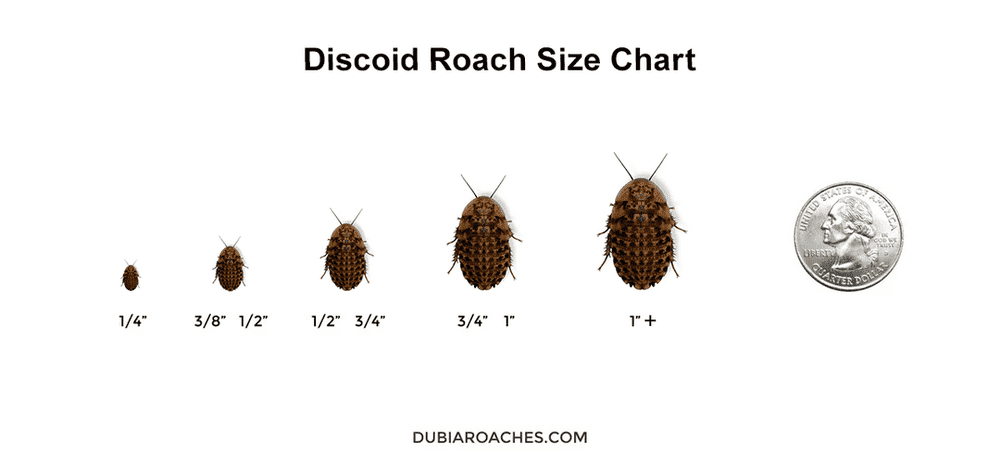 Discoid Roaches (Florida Legal) dubia roaches DubiaRoaches.com 