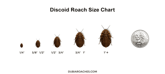 Discoid Roaches (Florida Legal) dubia roaches DubiaRoaches.com