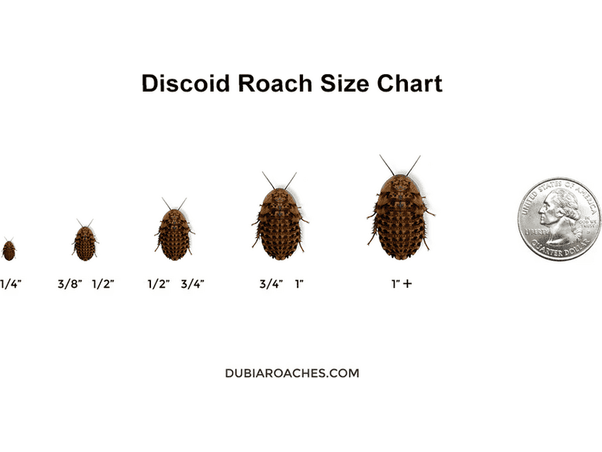 Discoid Roaches FREE SHIPPING dubia roaches DubiaRoaches.com 