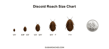 Discoid Roaches FREE SHIPPING