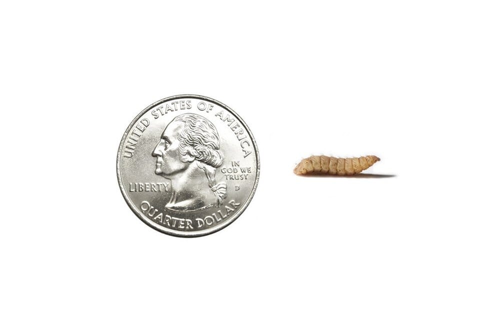 Large Soldier Fly Larvae FREE SHIPPING nutrigrubs DubiaRoaches.com 