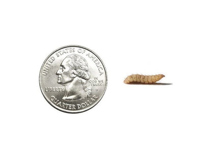 Large Soldier Fly Larvae FREE SHIPPING nutrigrubs DubiaRoaches.com