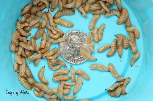 Large NutriGrubs™ nutrigrubs DubiaRoaches.com 