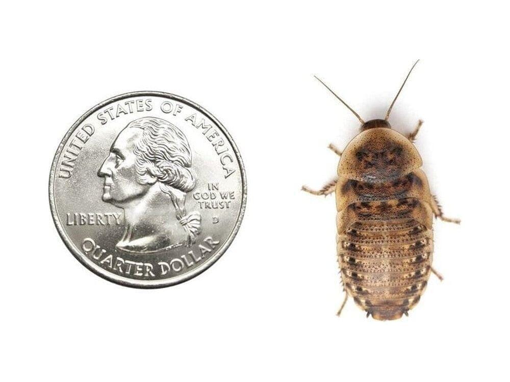 Large Dubia Roaches 250ct Auction