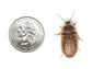 Large 1" Dubia dubia roaches DubiaRoaches.com