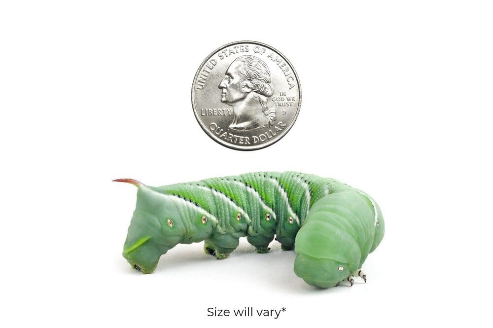 Large Hornworms FREE SHIPPING hornworms DubiaRoaches.com 