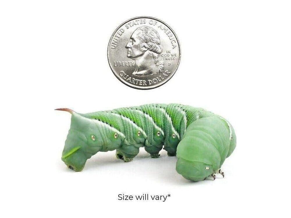 Large Hornworm 6ct Case Of 12 Auction