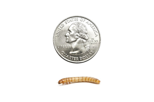 Large Mealworms