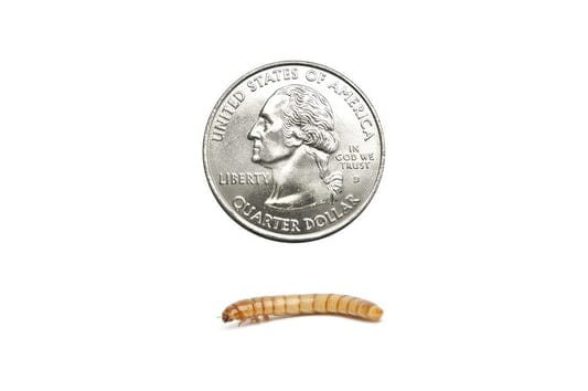 1000ct Large Mealworms Auction DubiaRoaches.com 